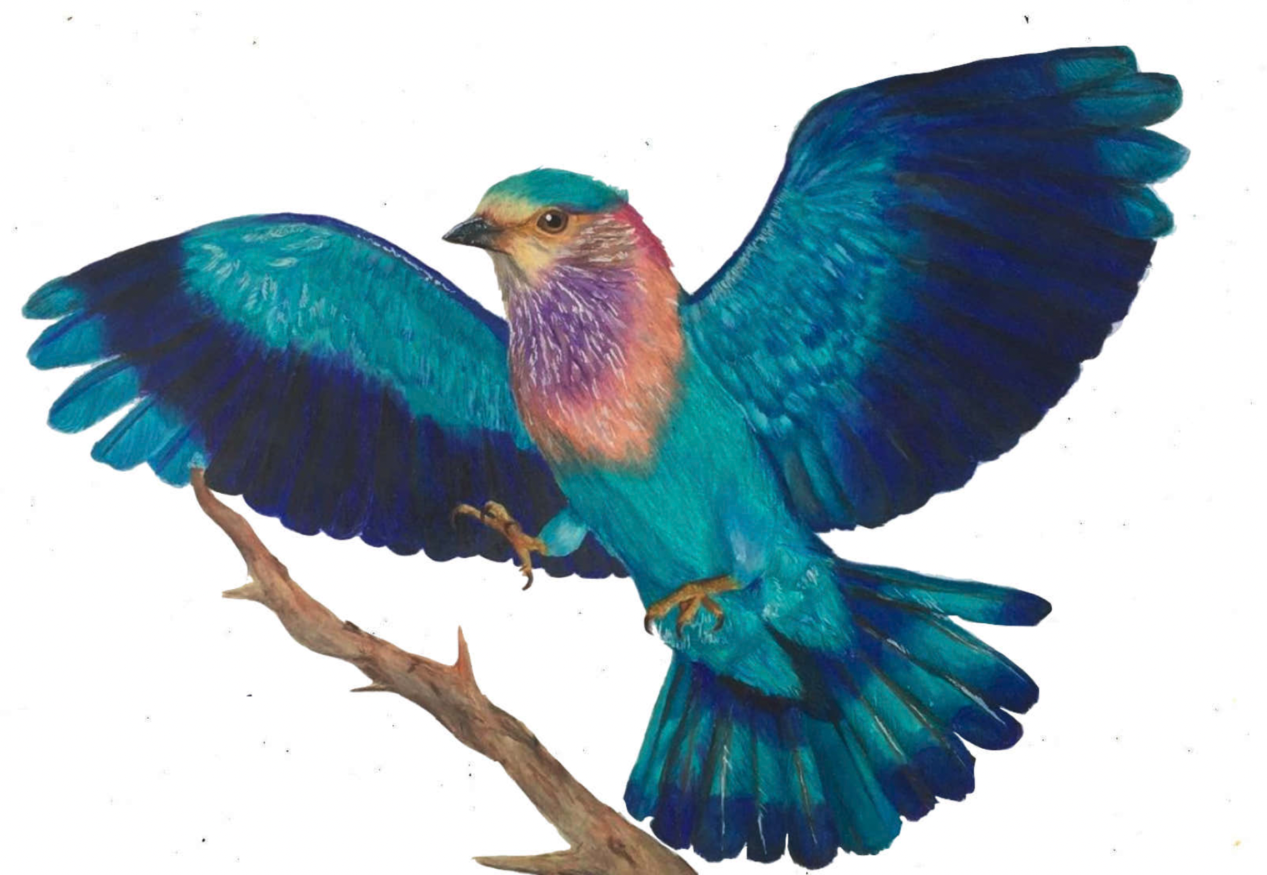 Colored-pencil drawing of an Indian Roller bird