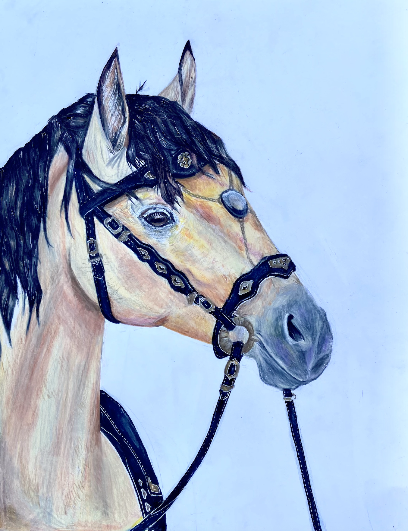 Colored-pencil drawing of a horse wearing a decorated bridle