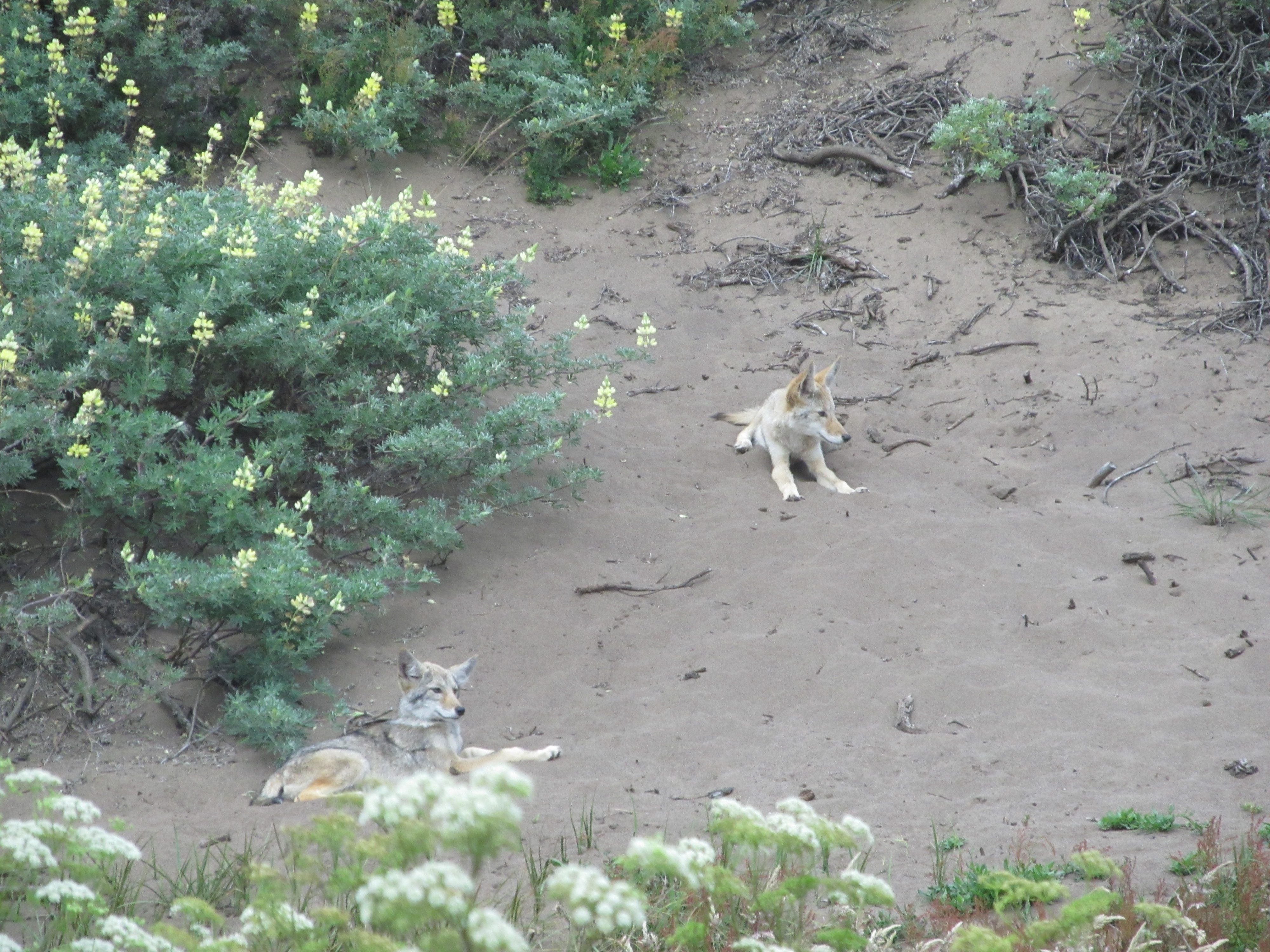 Coyote