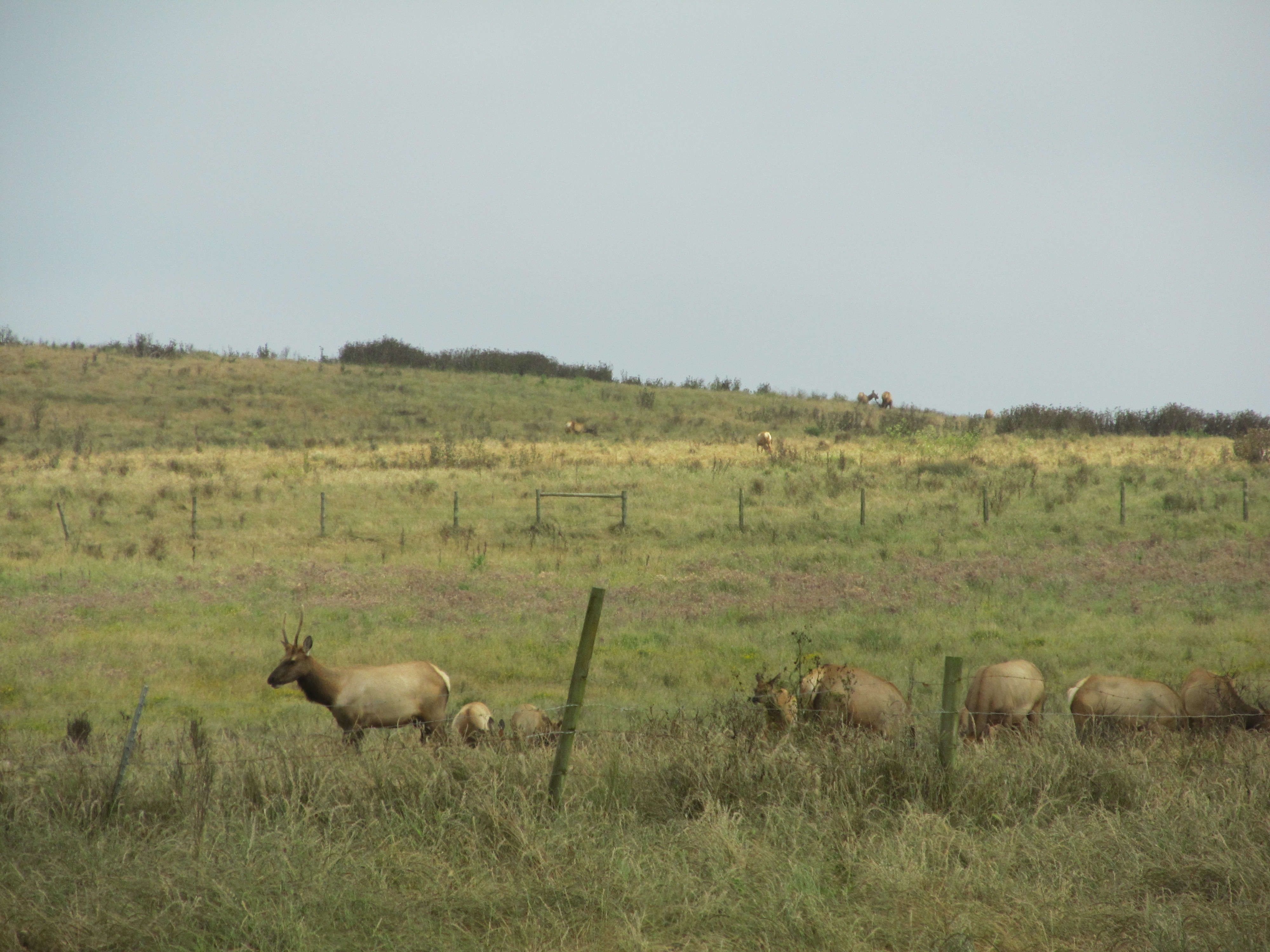 Elk