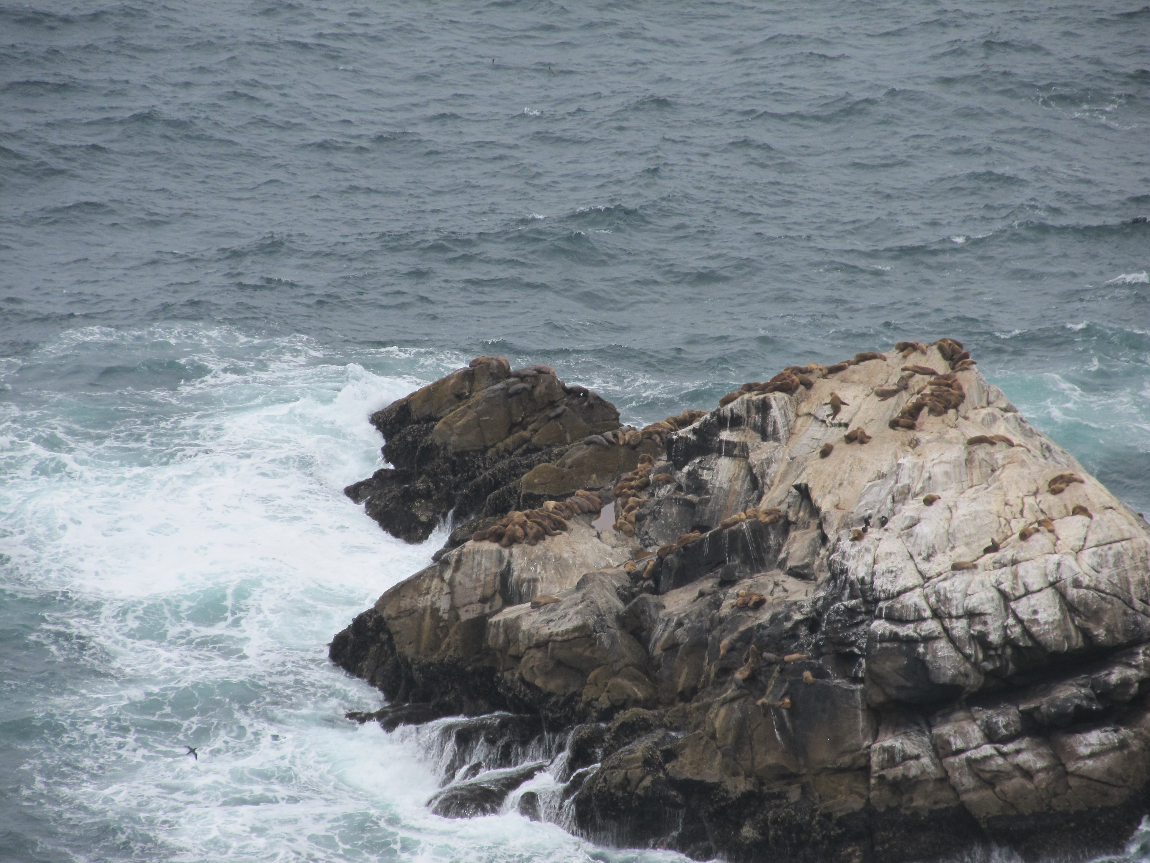 Seal